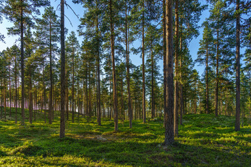 Pine forest in beautiful sunlight with a green forest floor