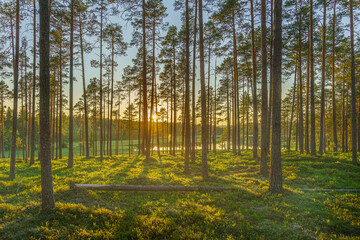 Pine forest in Sweden in sunlight and morning mist