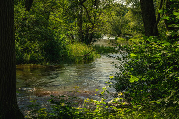 Small creek surrounded by lush green vegetation