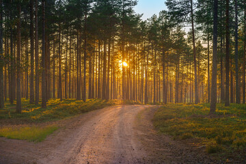 Small road passing a pine forest in sunlight