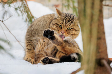 Obraz premium 2021-12-27, GER, Bayern, Neuschönau: Tierfreigehege im Nationalpark bayerischer Wald - europäische Wildkatze
