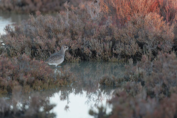 Grey Plover Pluvialis squatarola in the sansouire in Camargue, Southern France