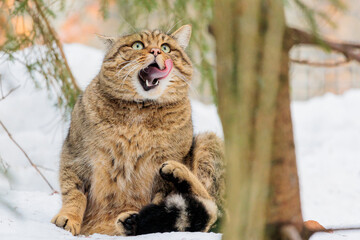 2021-12-27, GER, Bayern, Neuschönau: Tierfreigehege im Nationalpark bayerischer Wald - europäische Wildkatze