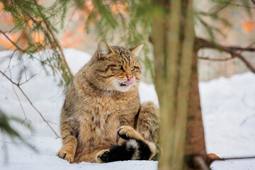 Naklejka na ściany i meble 2021-12-27, GER, Bayern, Neuschönau: Tierfreigehege im Nationalpark bayerischer Wald - europäische Wildkatze