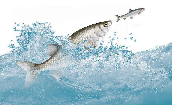 poisson,   alose   , attaque, &eacute;vasion, vague,  aliment, frais, blanc, fruits de mer, brut, p&ecirc;che,  sauvage, mer, ailette, sain,  queue, attraper, truite, t&ecirc;te, nature, , argent, fra&icirc;cheur, eau, repas,