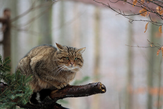 2021-12-27, GER, Bayern, Neusch&ouml;nau: Tierfreigehege im Nationalpark bayerischer Wald - europ&auml;ische Wildkatze