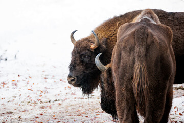 2021-12-27, GER, Bayern, Neuschönau: Tierfreigehege im Nationalpark bayerischer Wald - Wisent