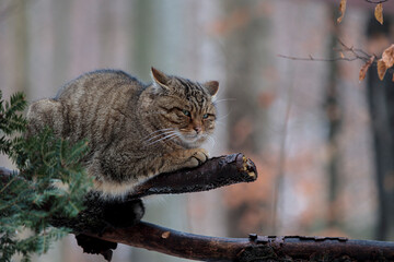 2021-12-27, GER, Bayern, Neuschönau: Tierfreigehege im Nationalpark bayerischer Wald - europäische Wildkatze