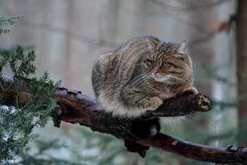 2021-12-27, GER, Bayern, Neuschönau: Tierfreigehege im Nationalpark bayerischer Wald -...
