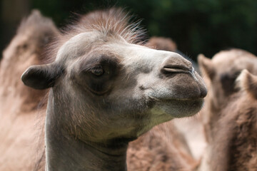 Fototapeta premium dromedary in profile