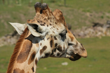 silhouette of a giraffe