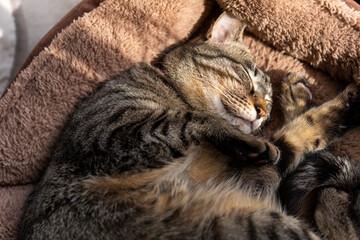 寝ている猫