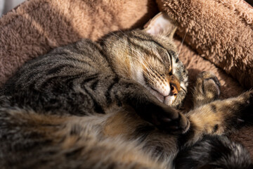 Fototapeta na wymiar 寝ている猫