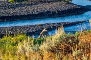 Fox in Yellowstone National Park stalking ducks in river.