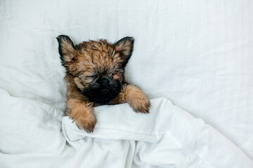 a sleeping newborn Brussels Griffon puppy of red color lies under a white blanket with closed eyes. High quality photo