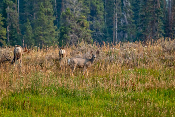 Mule deer grazing on a hill with pine trees in background. 