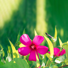 Beautiful hibiscus flower on a green background.