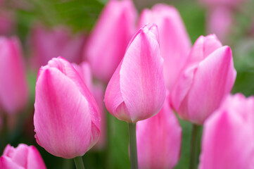 Fototapeta premium ピンクのチューリップ