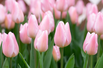 ピンクのチューリップ