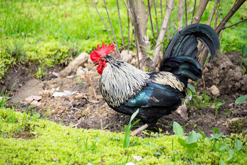 Beautiful Rooster standing on the grass in blurred nature green background.