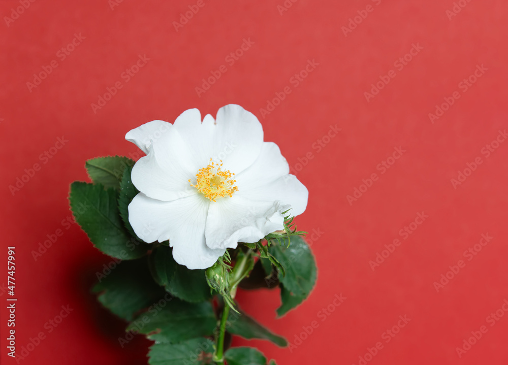 Wall mural Beautiful white jasmine flowers on a red background. Place for an inscription for a wedding, birthday, party or other celebration.