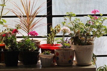 flowers in pots