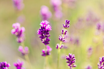 Summer lavender. Floral background. Shallow depth of field	