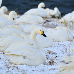 Obraz premium Swans enduring the extreme cold, 2021/12/26d