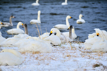 Obraz premium Swans enduring the extreme cold, 2021/12/26d