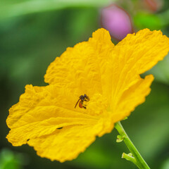 Flor 2