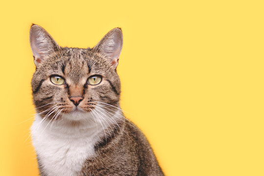 Portrait of gray shorthair domestic tabby cat in front of yellow background. Selective focus.