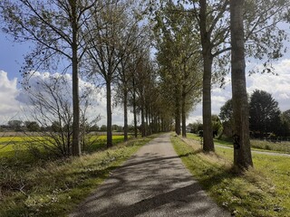 a beautiful typical dutch landscape of a country road with long poplar trees at both sides in zeeland in autumn