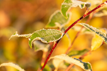 Willow leaves covered with frost on a sunny autumn morning in Finnish nature - 477459163