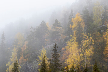 Foggy forest on the hillside in Ruka, Finland