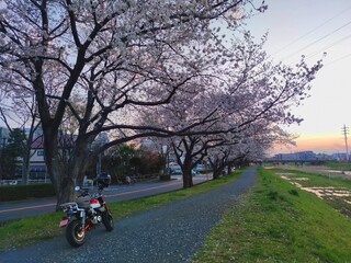 志木　桜並木　