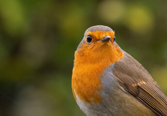 Close up portrait of a European robin (Erithacus rubecula), cute garden bird