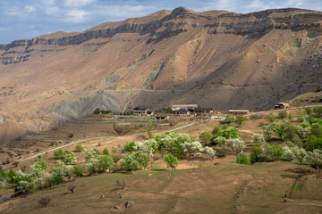 Blooming mountain garden in spring. Mountain village in spring greenery. Picturesque ethnic houses on a mountain slope. Dagestan.