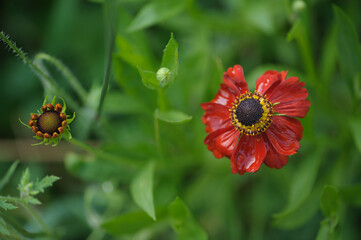 Blüte mit Regentropfen einer Sonnenbraut Helenium vor unschrfem grünen Hintergrund in Bauerngarten