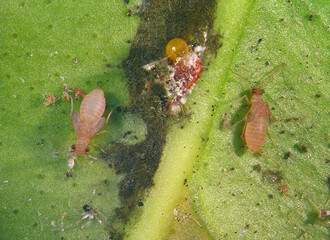 Booklice (barklice or barkfly) (Paraneoptera: Psocodea). Nymph on an orange tree green leaf 