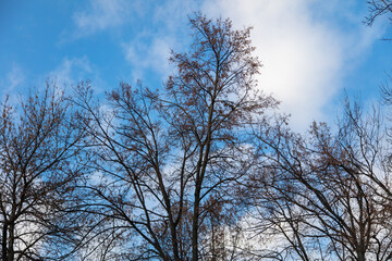 Bare branches of a tree