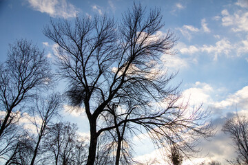 Bare branches of a tree