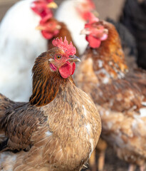 Portrait of a chicken on the farm.