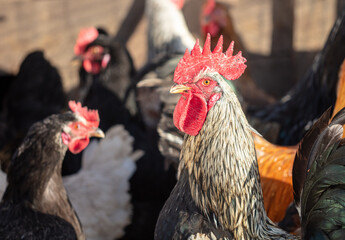 Fototapeta na wymiar Portrait of a rooster on the farm.