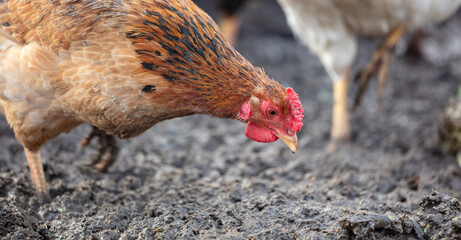 Portrait of a chicken on the farm.