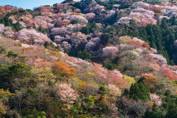 神子の山桜