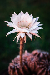Cactus in bloom 