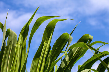 Corn