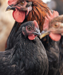 Portrait of a chicken on the farm.
