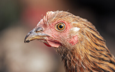 Portrait of a chicken on the farm.