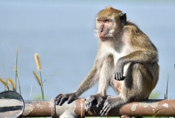 Beautiful macaque monkey resting on a fence in Malaysia